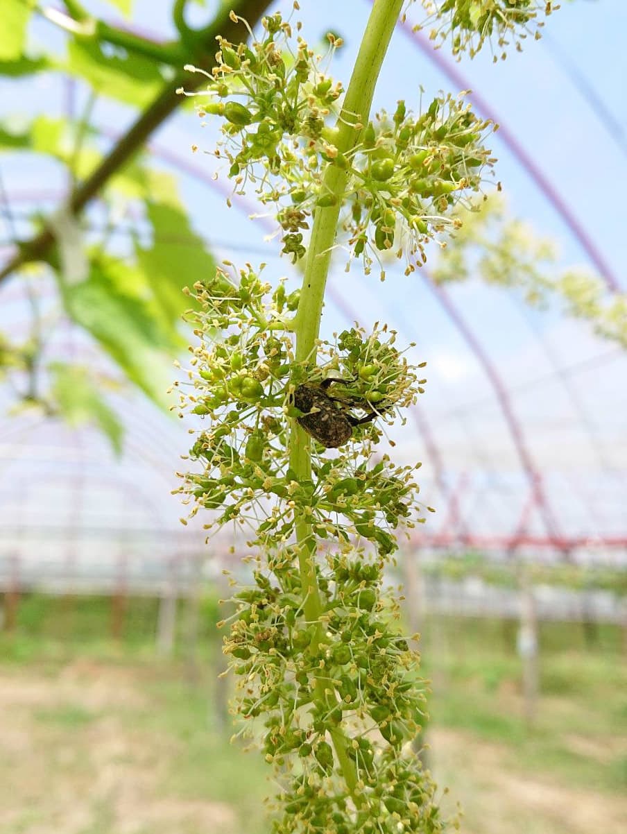 ぶどうの花